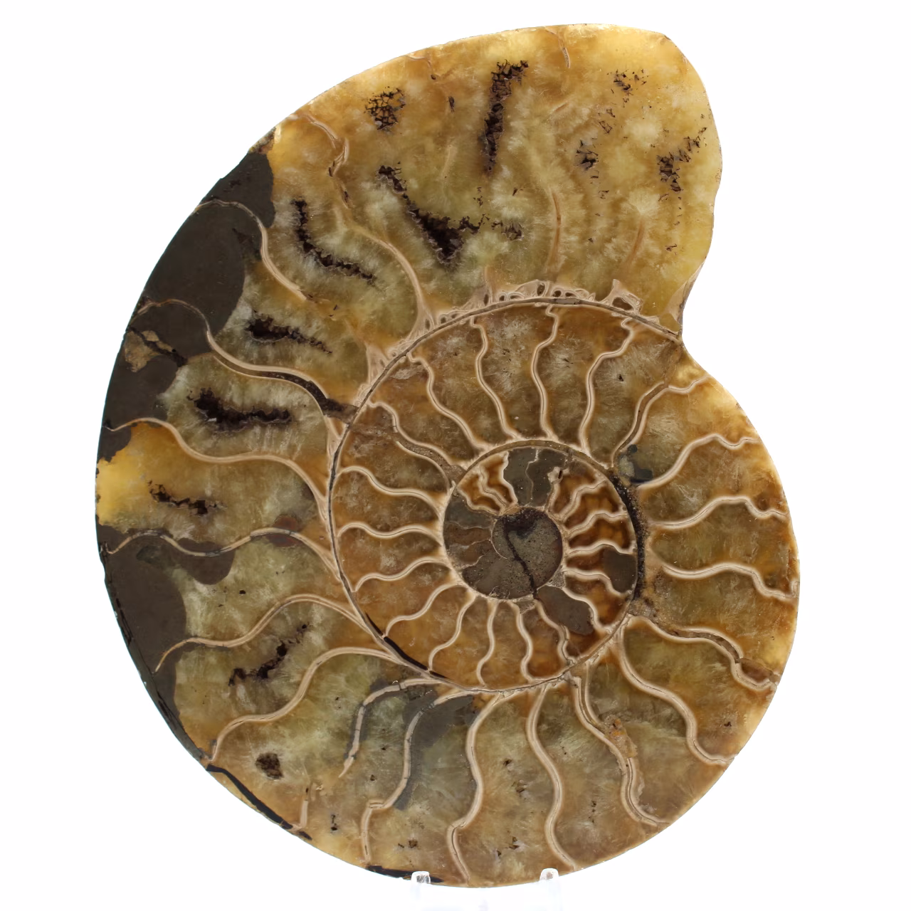 Ammonite naturelle de madagascar