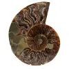 Fossile d'ammonite poli - 0