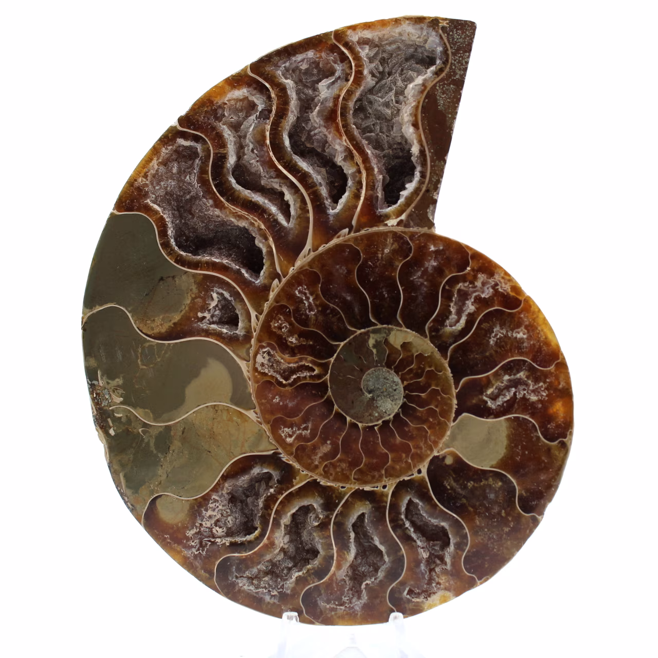 Fossile d'ammonite poli