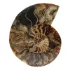 Ammonite naturelle polie fossile - 0