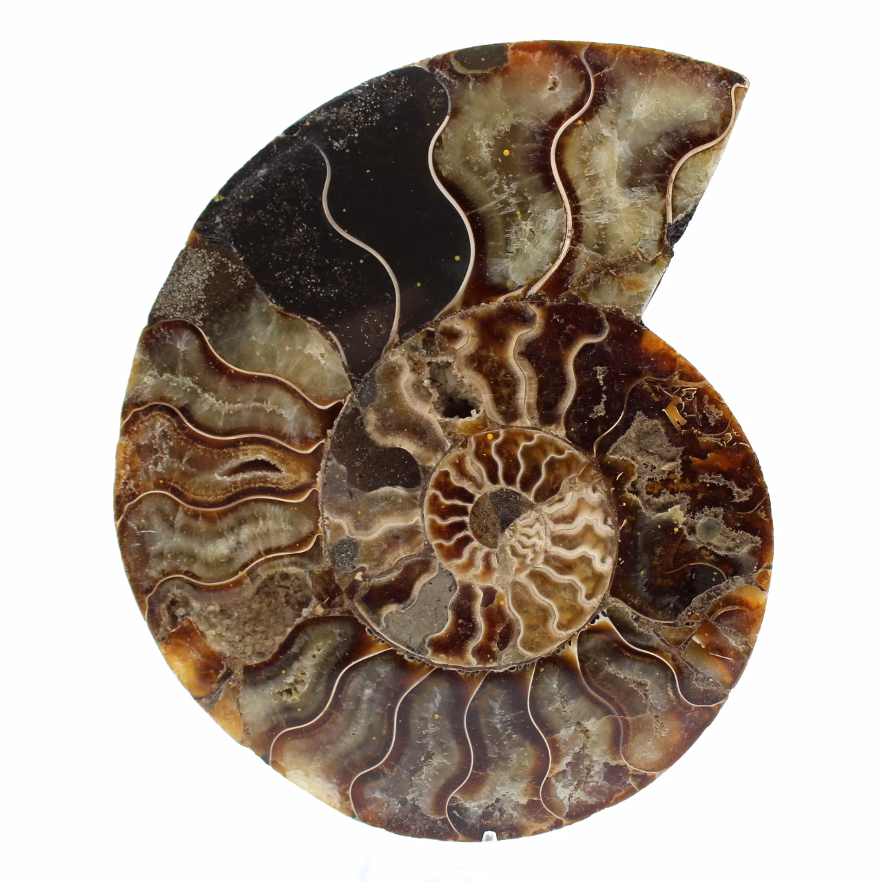 Ammonite naturelle polie fossile