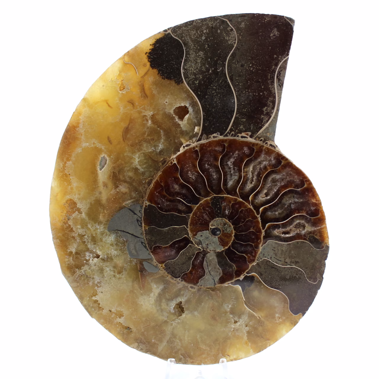 Ammonite fossilisée