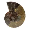 Ammonite polie - 0