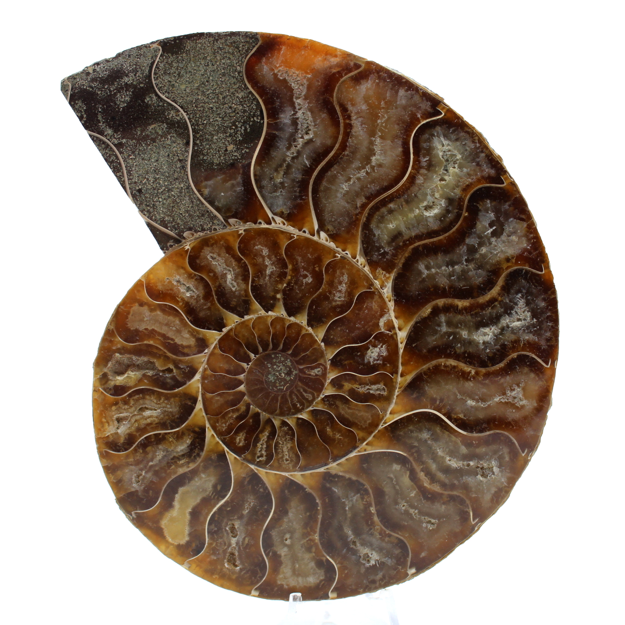 Ammonite fossilisée polie