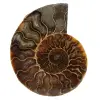 Ammonite sciée polie - 0