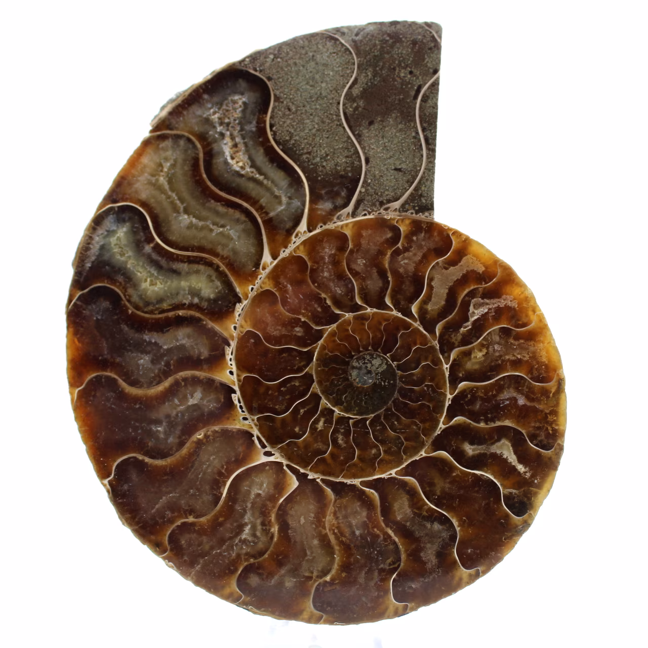 Ammonite sciée polie