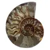 Ammonite fossile de Madagascar - 0