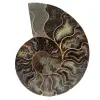 Fossile d'ammonite poli - 0