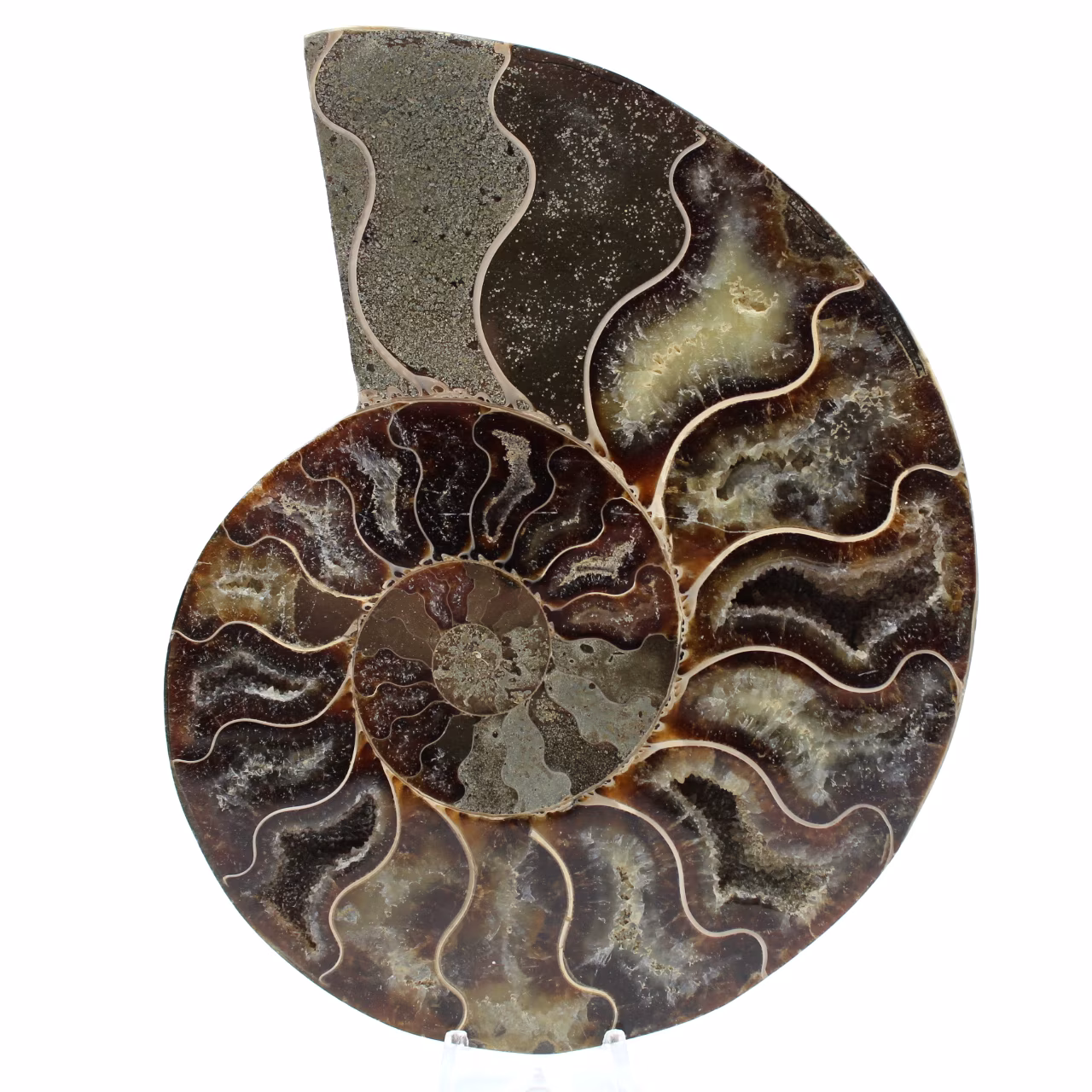 Fossile d'ammonite poli