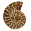 Ammonite polie de Madagascar - 0