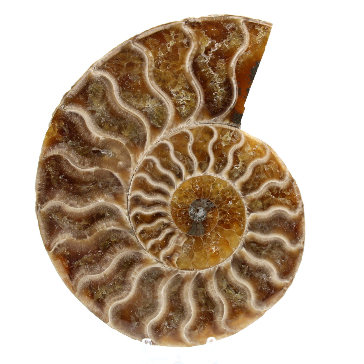 Ammonite polie de Madagascar