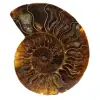 Ammonite polie naturelle de madagascar - 0