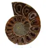 Ammonite polie - 0