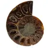 Ammonite fossilisée polie - 0