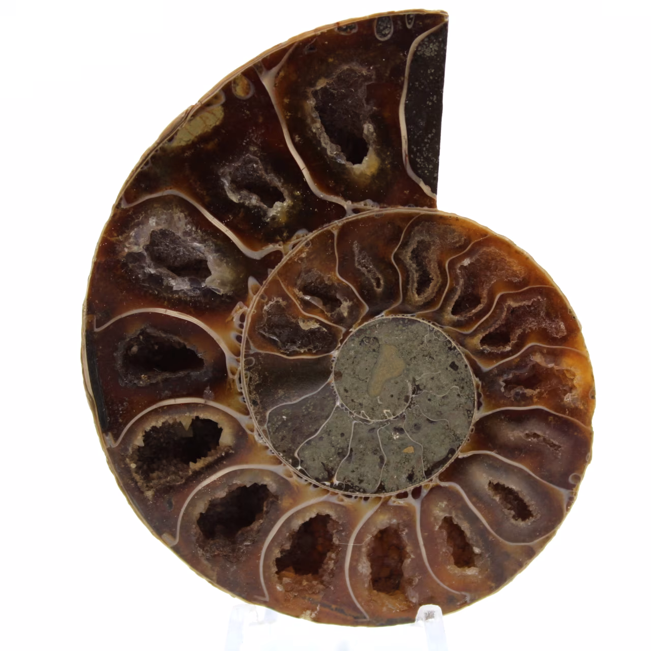 Ammonite fossilisée polie