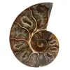 Ammonite sciée polie - 0