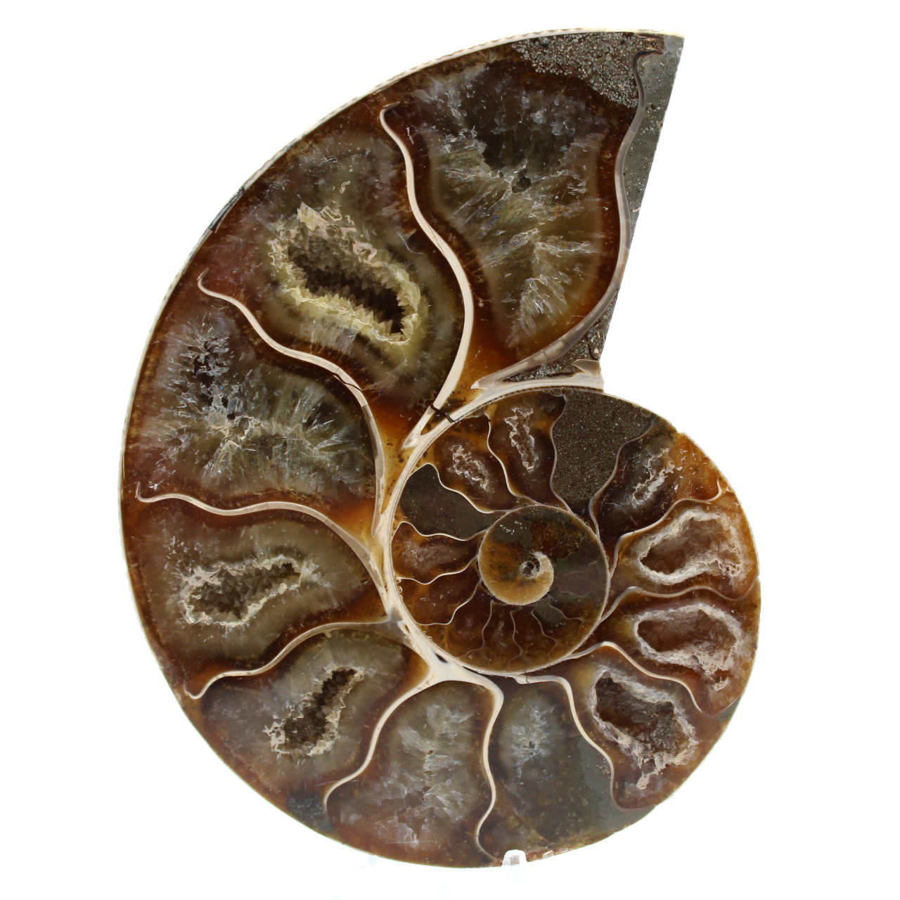 Ammonite sciée polie
