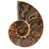 Fossile d'ammonite une pièce - 0