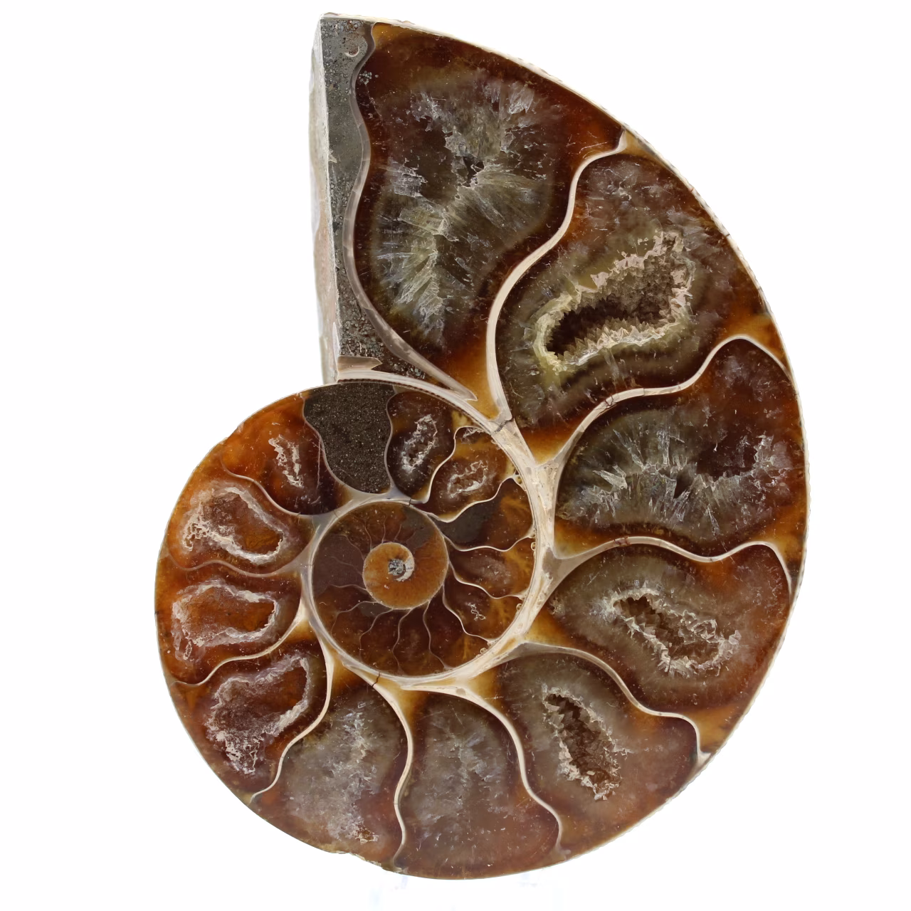 Fossile d'ammonite une pièce