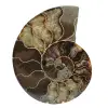 Ammonite de Madagascar - 0