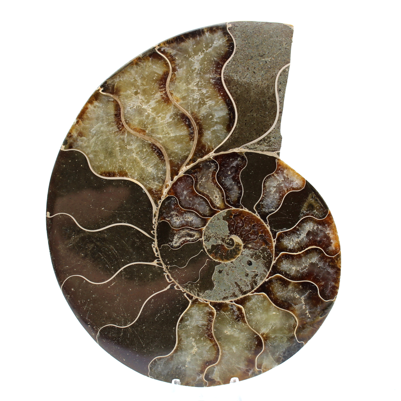 Ammonite de Madagascar