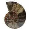 Ammonite fossile de Madagascar - 0