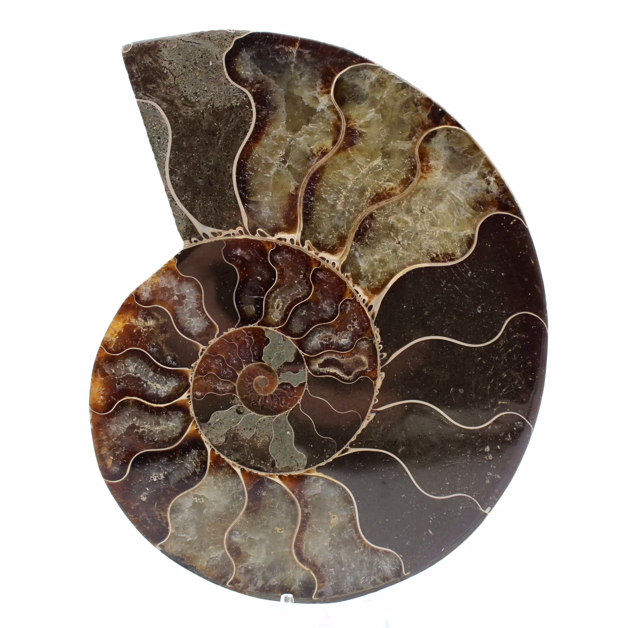 Ammonite fossile de Madagascar