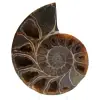 Fossile d'ammonite poli - 0