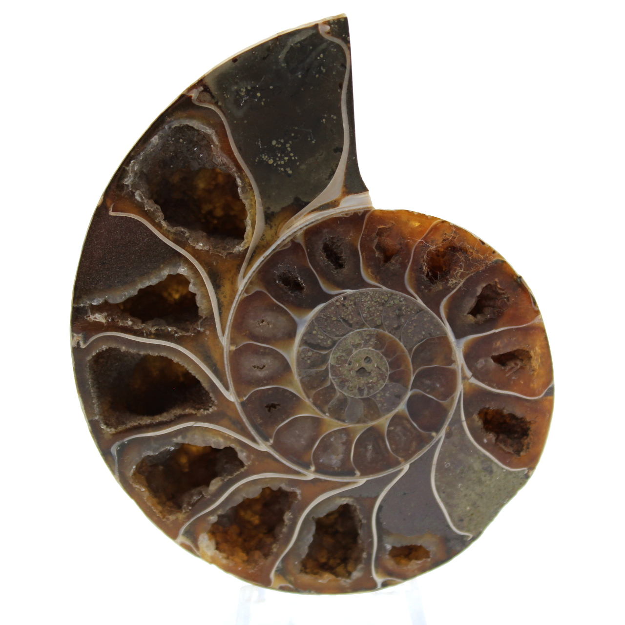 Fossile d'ammonite poli