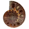 Ammonite naturelle polie fossile
