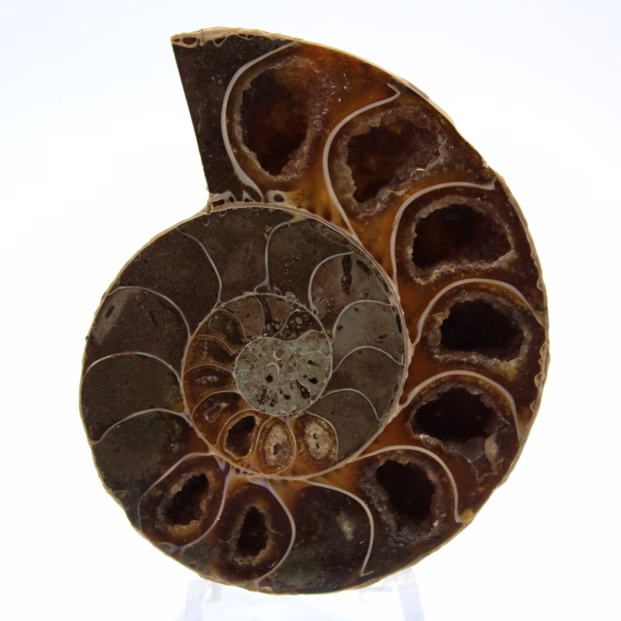 Ammonite polie