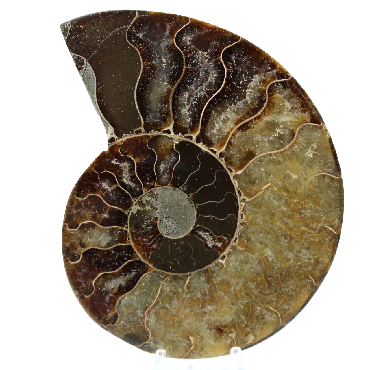 Ammonite sciée polie