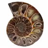 Fossile d'ammonite une pièce