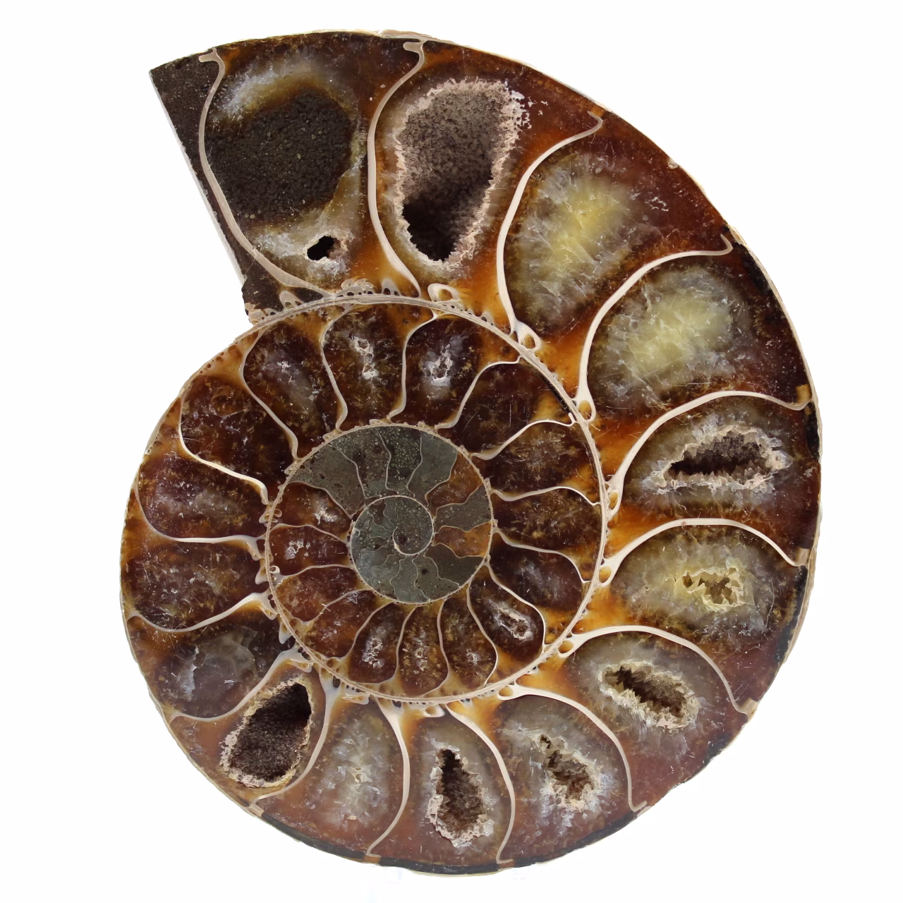 Fossile d'ammonite une pièce