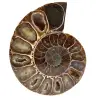 Ammonite de Madagascar - 0