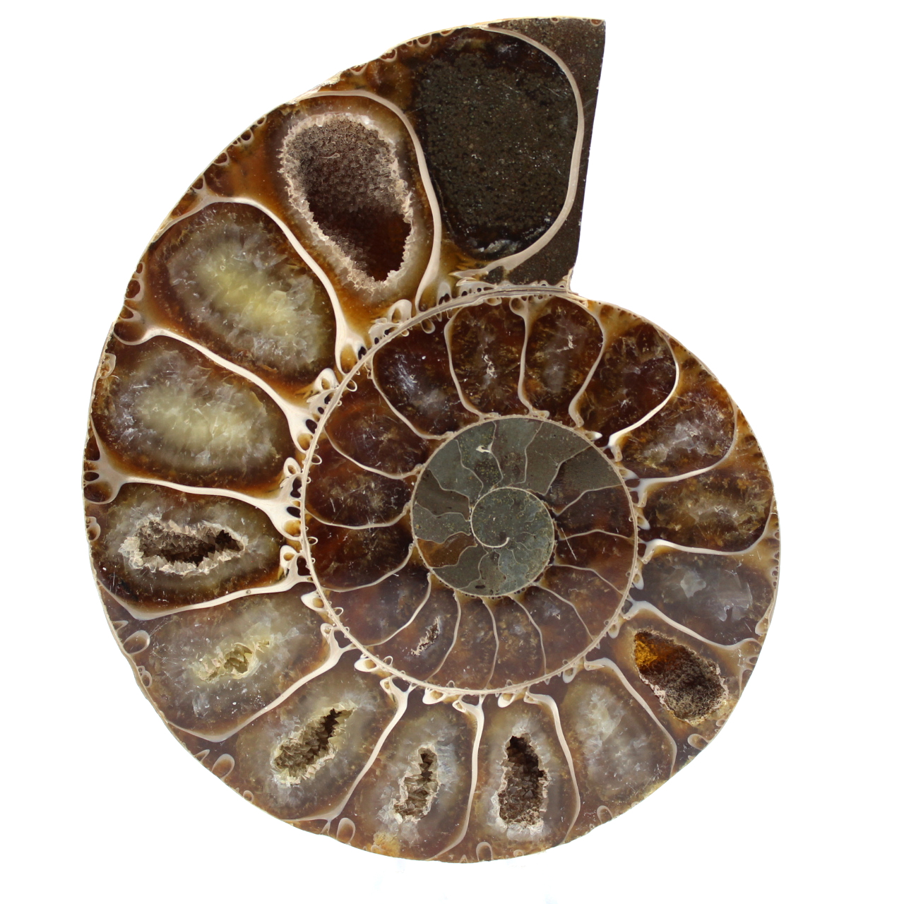 Ammonite de Madagascar