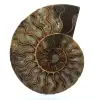 Ammonite fossile de Madagascar - 0