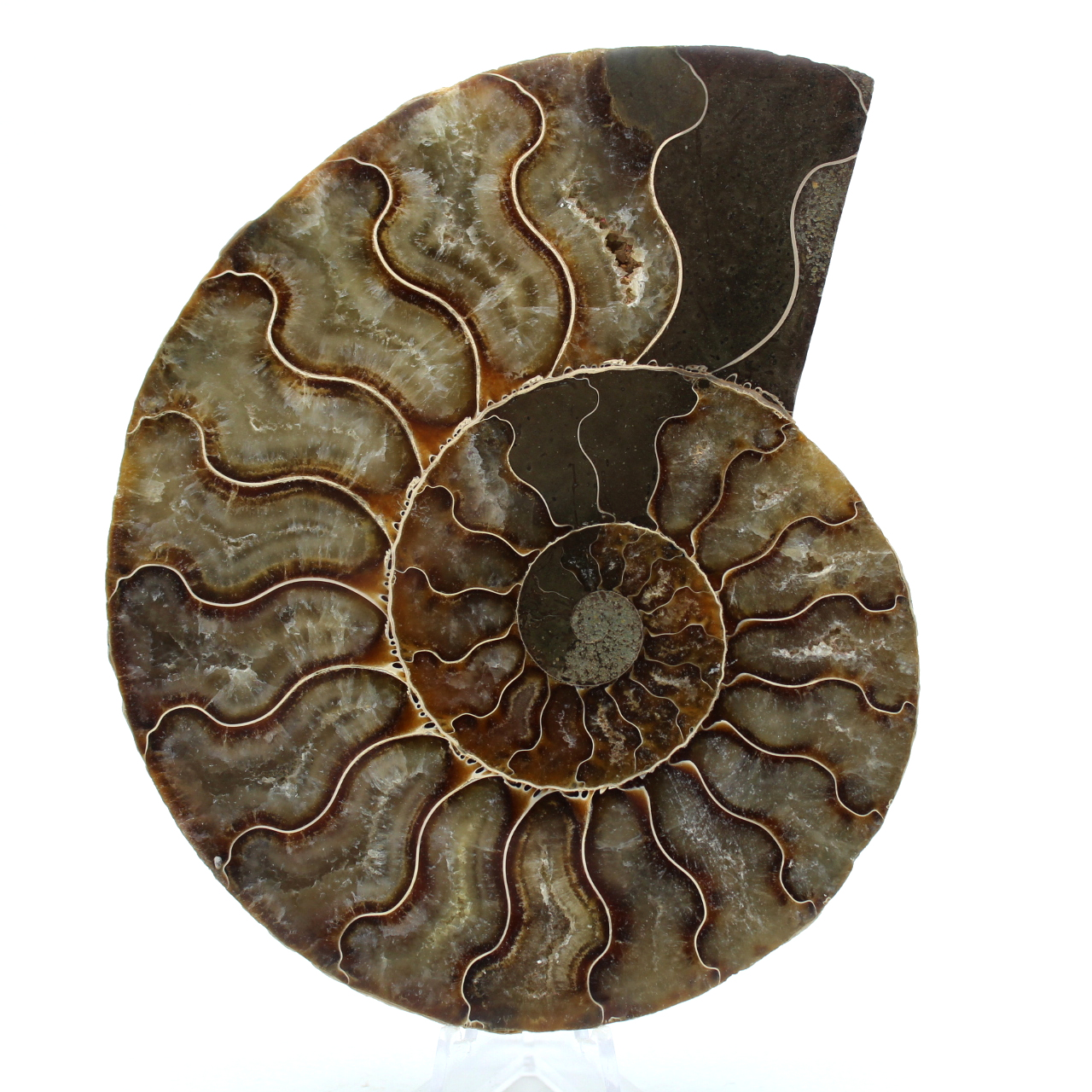 Ammonite fossile de Madagascar