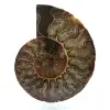 Ammonite naturelle fossile - 0