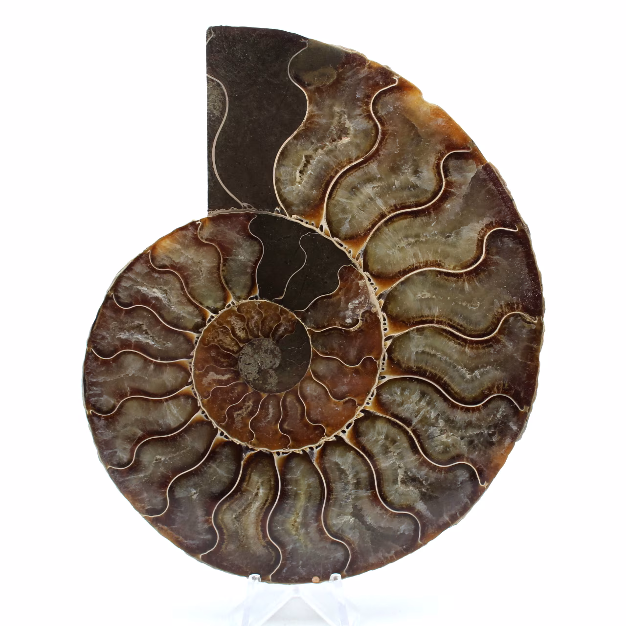 Ammonite naturelle fossile