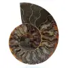 Ammonite naturelle de madagascar - 0
