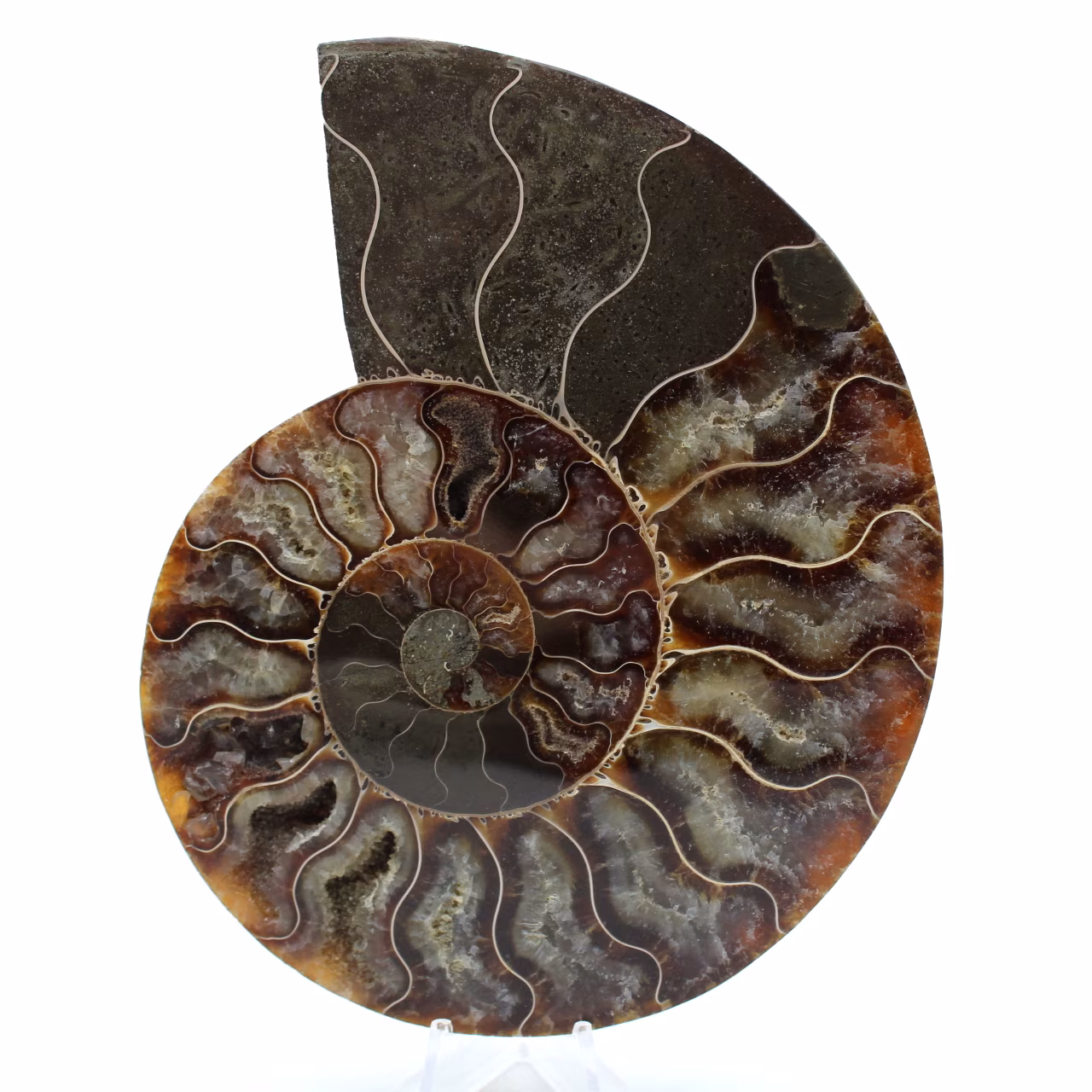 Ammonite naturelle de madagascar