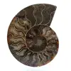 Fossile d'ammonite poli - 0