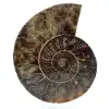 Ammonite polie de Madagascar - 0