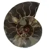 Ammonite naturelle polie fossile - 0
