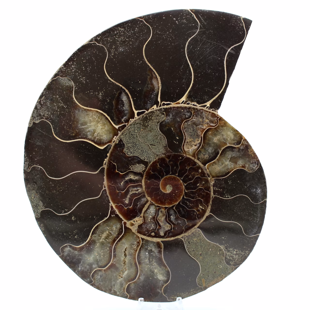 Ammonite naturelle polie fossile