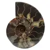 Ammonite polie naturelle de madagascar - 0