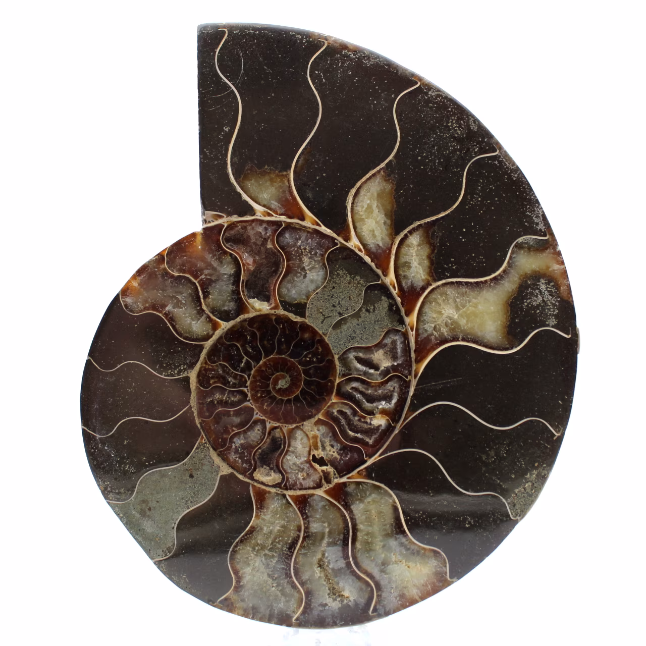 Ammonite polie naturelle de madagascar
