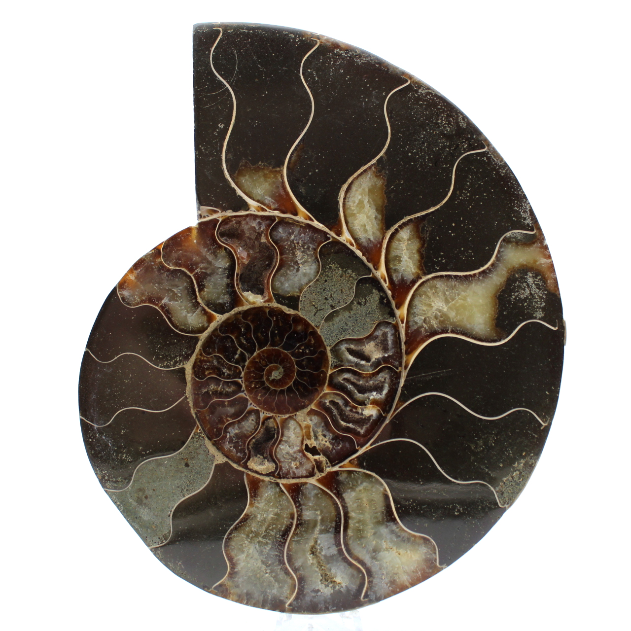 Ammonite polie naturelle de madagascar