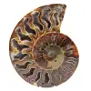 Ammonite fossilisée - 0